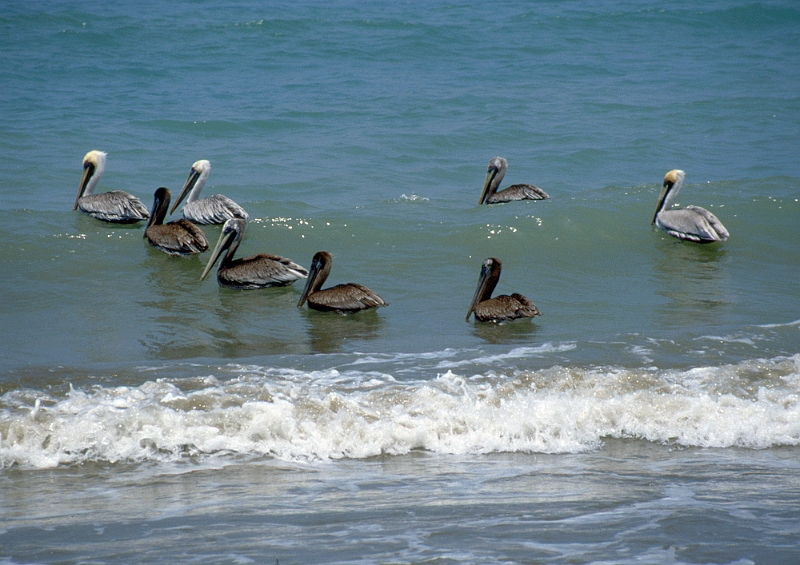 831_Pelikanen bij het strand, Puerto Lopez.jpg